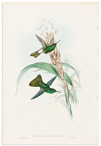 (BIRDS.) John Gould. Group of 3 hand-colored lithographs of hummingbirds